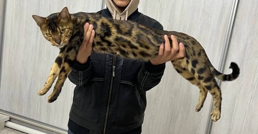 Osiyo ayol stol ostida onanizm qiladi