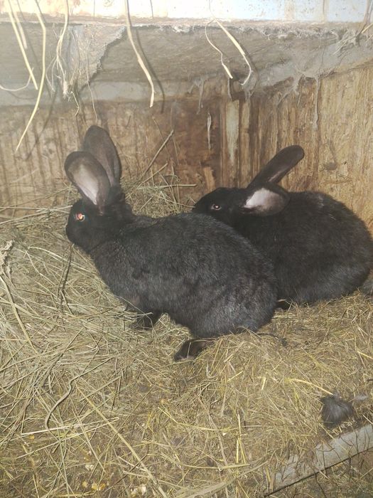 De vanzare doua femele tinere