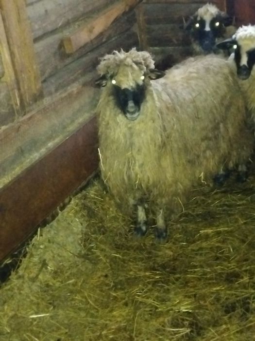 Vând oaie stearpă  bună pentru sacrificat detali la numărul de telefon