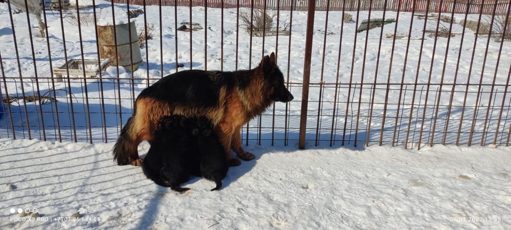 Продам щенки немеецой овчарки