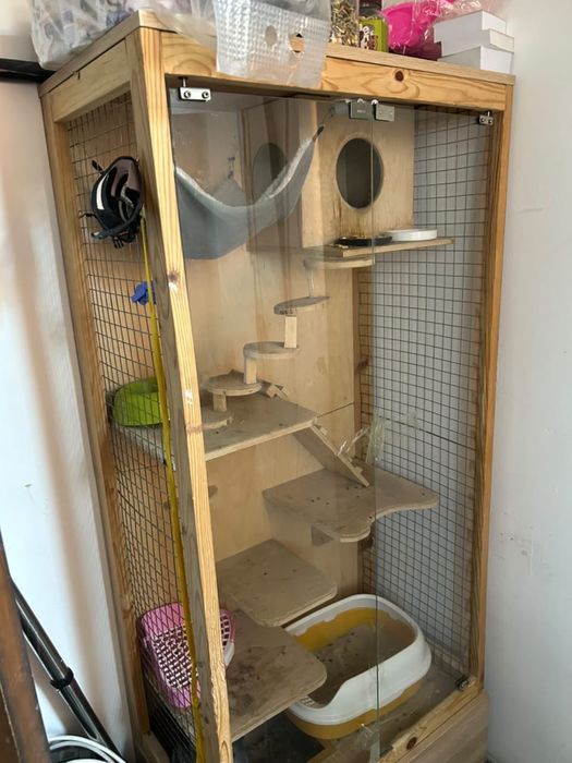 Продам Шиншиллу активная