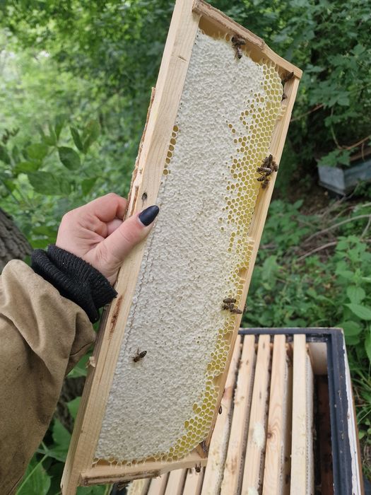 Продам мед в сотах, медовые рамки