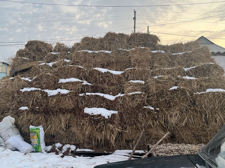 Шөп қамыс пірес быйылғы