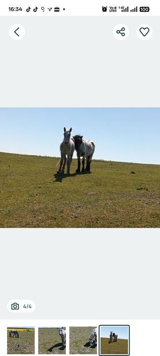 Vand sau schimb manza in varsta de 1 an de zile foarte cuminte invatata cu copii
