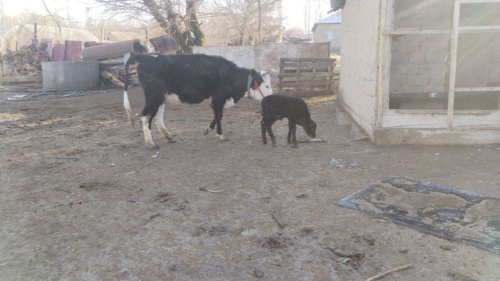 1 жасар құнажын мен ұрғашы бұзау