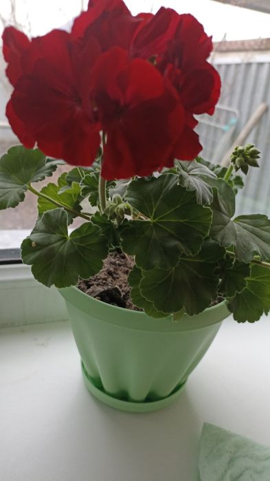 Продаются  комнатные,садовые цветы