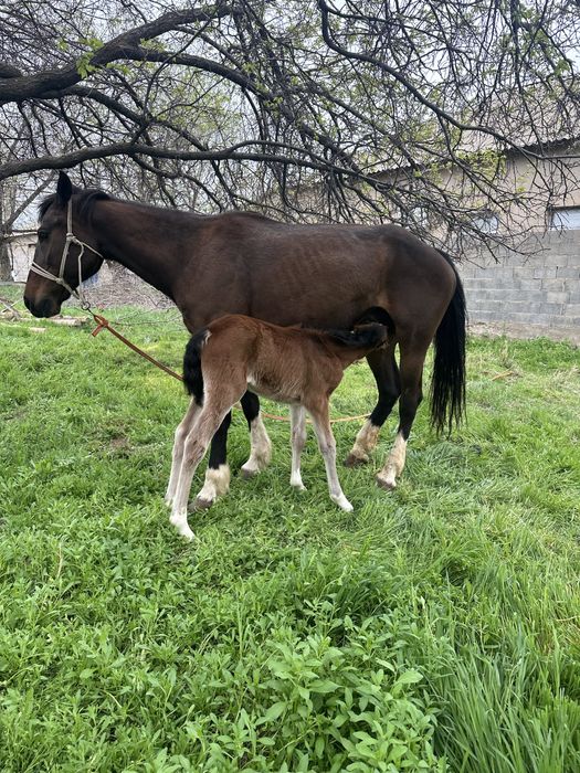 Лошад бие кулынмен