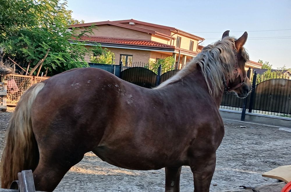 Mânză de vânzare