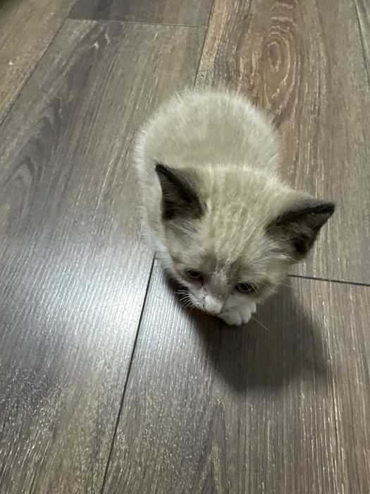 Отдам котенка в добрые руки!