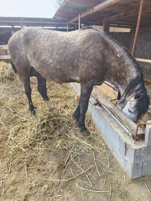 Жылқы сатылады бордақы