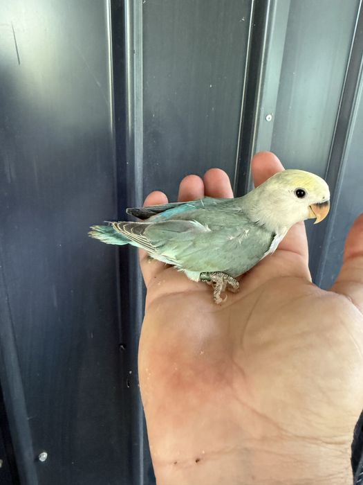 Papagali agapornis puiuti foarte blanzi amorezi agaponis