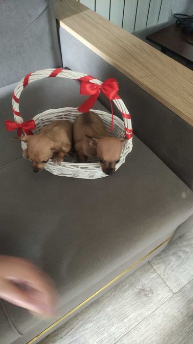 Русский той-терьер