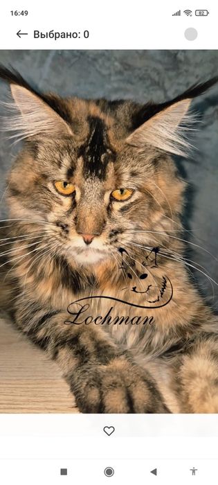 Котята породы Мейн-кун