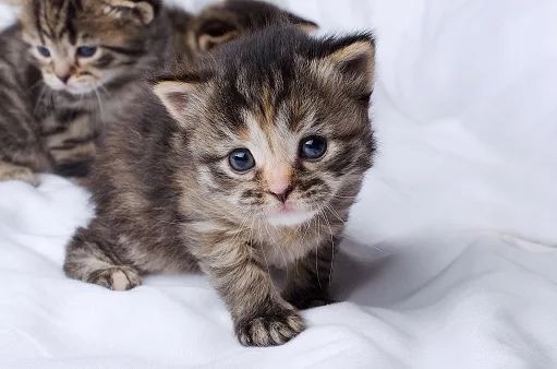 Продаются котята