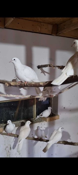 Porumbei misrlii papagali perusi nimfe agarponis turturele razatoare