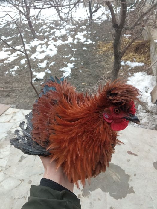 Yapon xōroz va yapon tovuq chapa qanot zotiga mansub