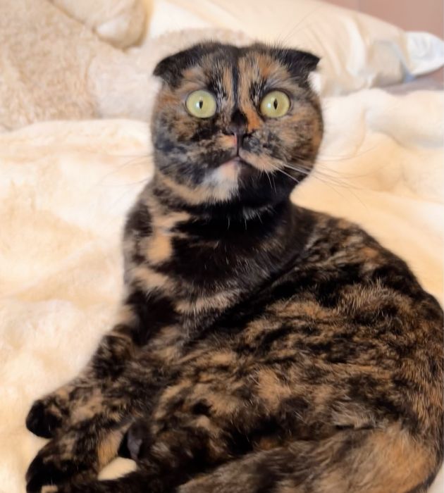 шотландская молодая кошечка в добрые руки