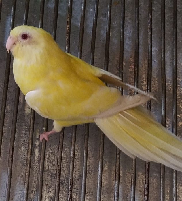 Papagali de vânzare