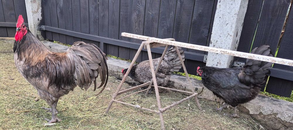 Familie Australorp 2+1 disponibilă