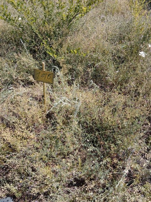 Земельный участок