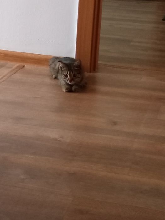 Котенок мальчик (маленький полосатый)