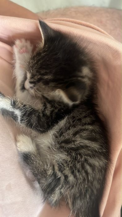 Котенок в добрые руки