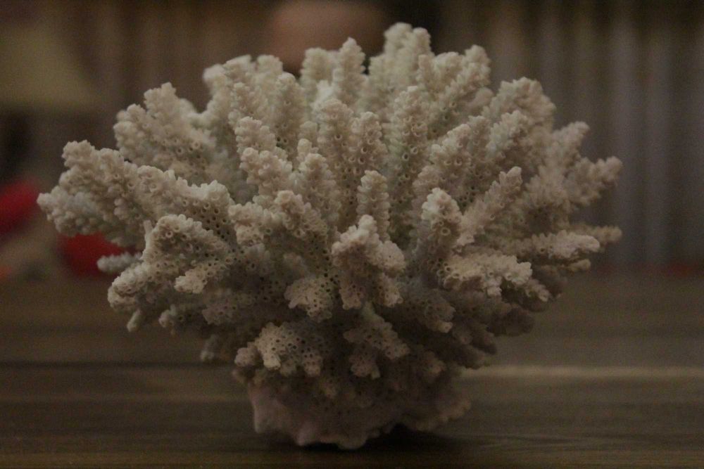 Коралл морской натуральный, форма аккуратная