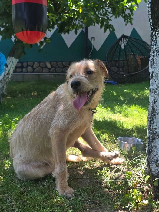 SPRE ADOPTIE - Metis Terrier