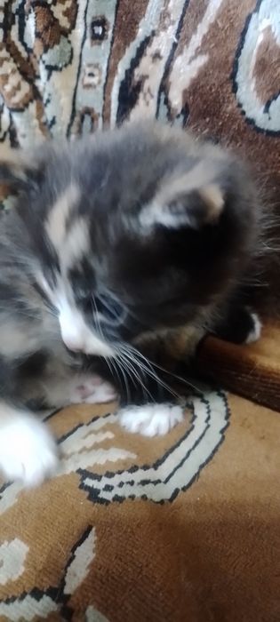 Котята в добрые руки.