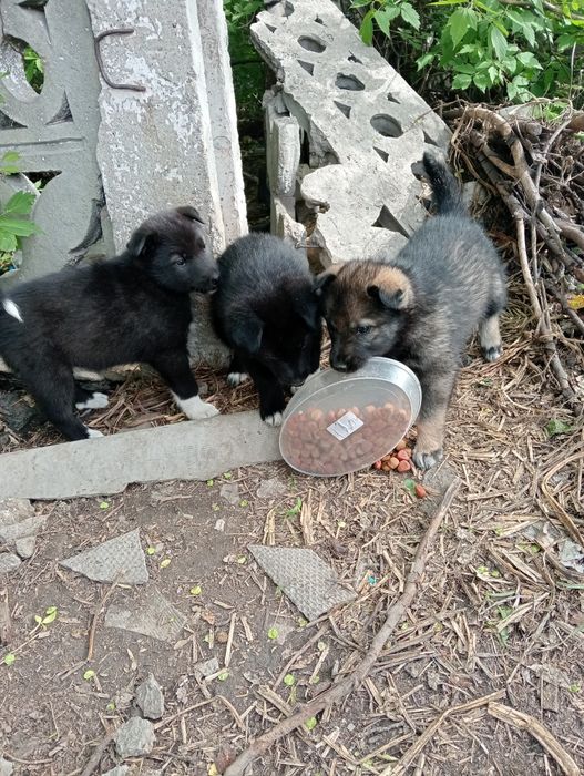 Найдены щенки ,ласковые,,