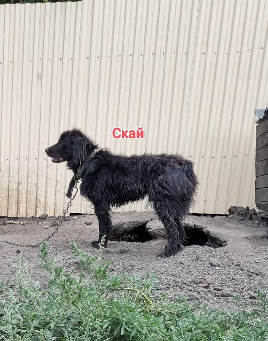 Дарю в добрые и ответственные руки