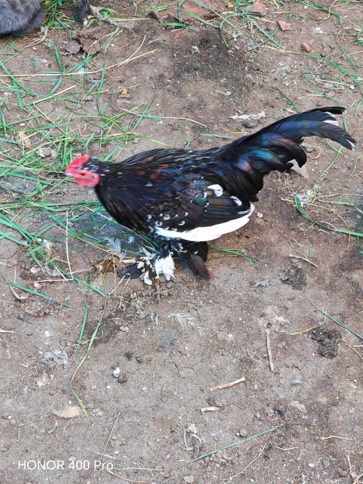 Disponibili cocoși mii de flori