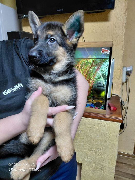 Щенки немецкой овчарки