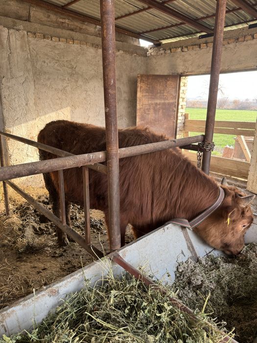 Соғлом буққалар сотилади тез ва арзон