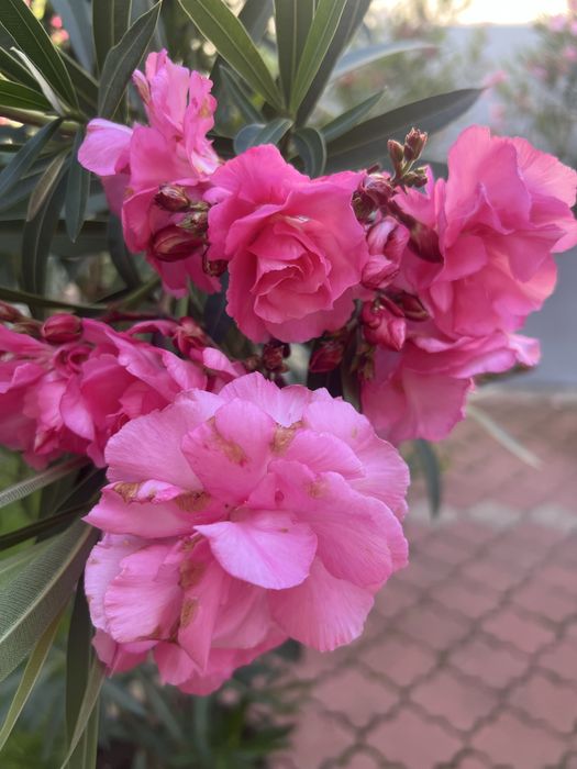 Leandrii toate culorile la 2,5m ,2m