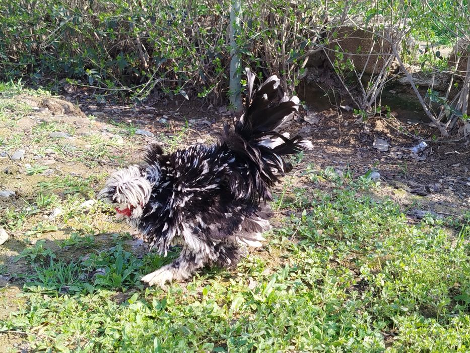 чаппа пат хурозча сотилади