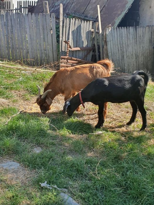 Se vând un țăpișor și o ieduta