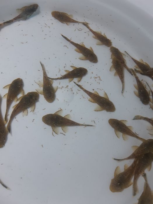 Сомики анциструсы темного цвета