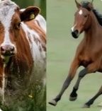 Қасапшы! Ірі қара мал соямын!