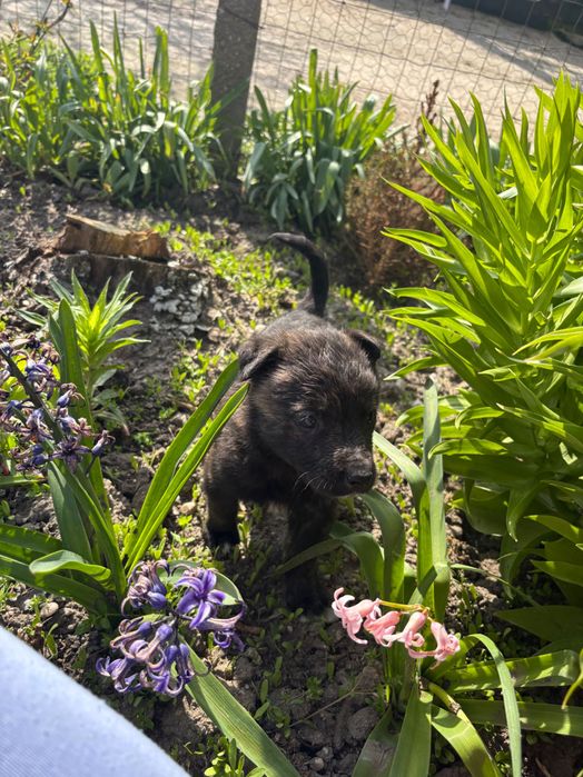 Adoptie căței în vârstă de 2 luni