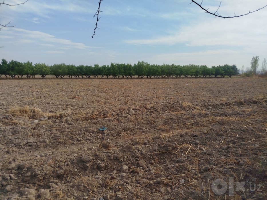 Фаргона Кува йулида БОГ СОТИЛАДИ