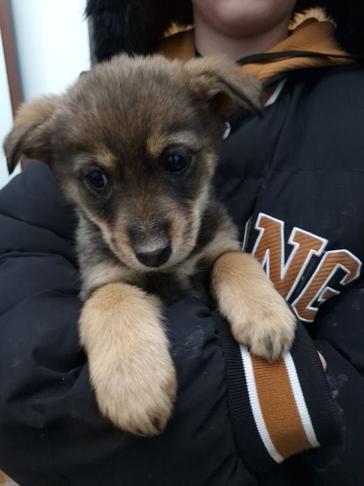 Отдам бесплатно щенка