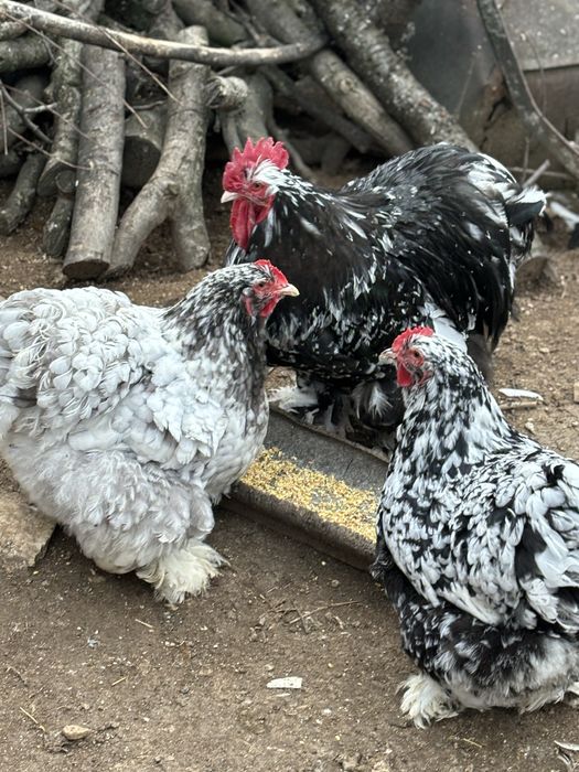 Разплодни яйца от Кохин