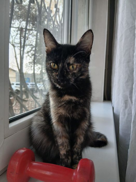 Отдам котенка девочку