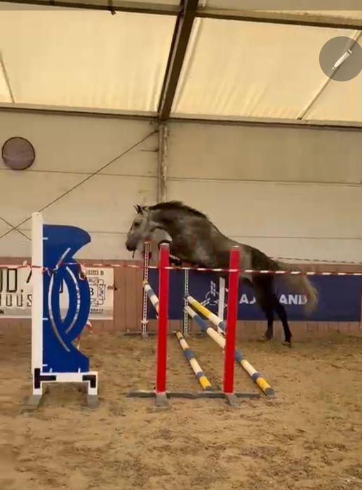 Vand Cal Pentru Echitație