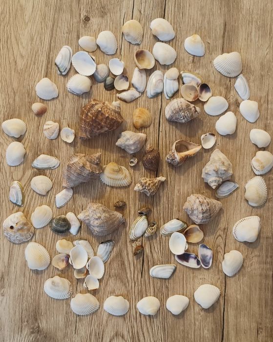 Scoici naturale pentru decor