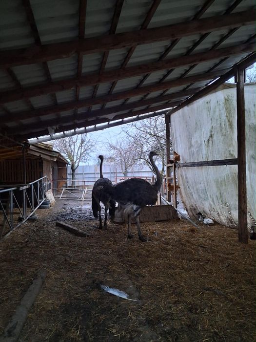 Strut+incubator+eclozor