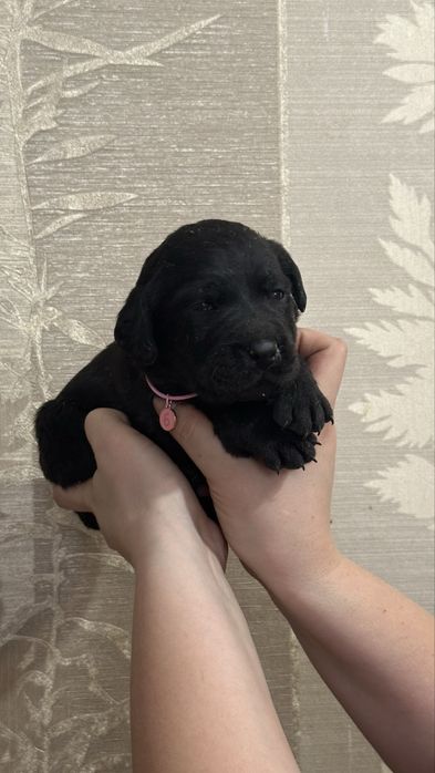 Щенки лабрадор.