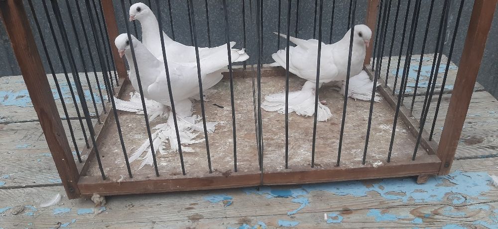 Продам Белых Голубей