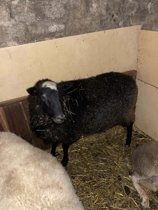 Романовски   коч